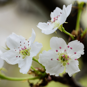 derpxion作者官方网站
